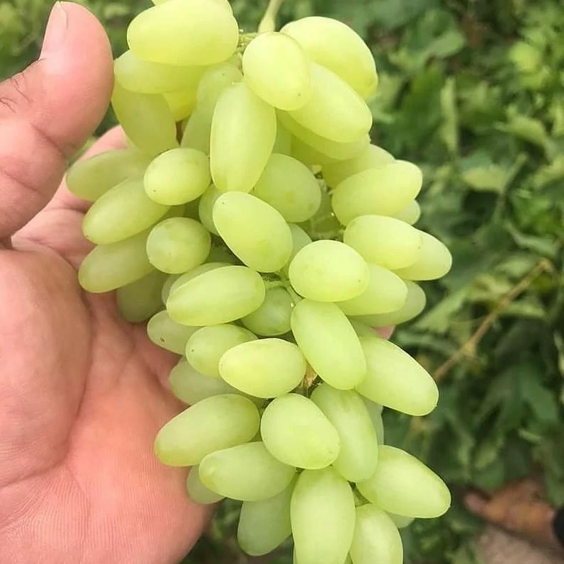 انگور سبز کاشمر